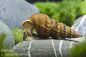Preview: Herkules-Turmdeckelschnecke / Brotia herculea